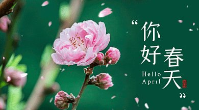 你好春天花开桃花唯美动态摄影图gif横图