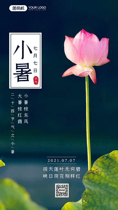 小暑夏季池塘荷花摄影图gif手机海报