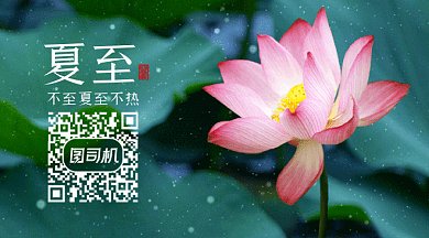 夏至荷叶荷花摄影图夏天动态二维码