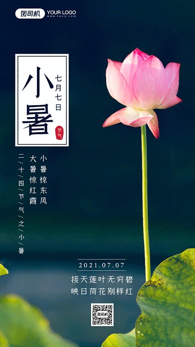 小暑夏季池塘荷花摄影图gif手机海报