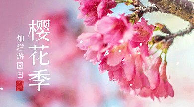 樱花季唯美粉色动态摄影图gif横图