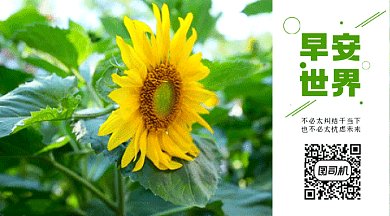 早安世界向日葵实拍视频早上好动态二维码