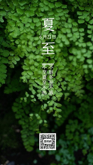 夏至阳光照射绿色植被摄影图gif手机海报