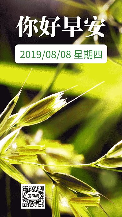 清新简约你好早安日签GIF海报