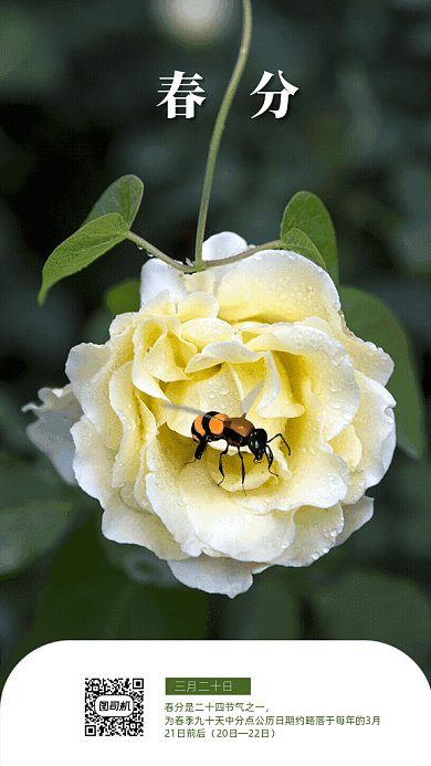 原创春分GIF动态海报