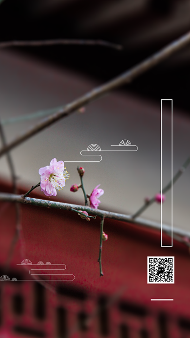 简约梅花植物展宣传手机海报背景