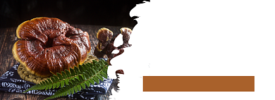 双十二中草药特惠淘宝banner背景