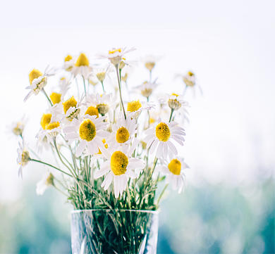 小清新你好早安花卉朋友圈封面背景