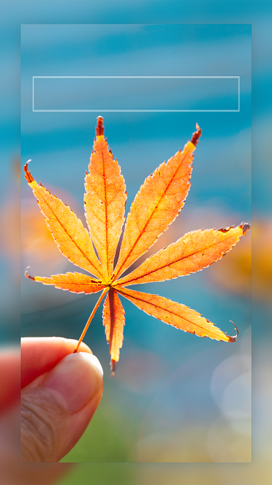 植物简约摄影十二月你好手机海报背景