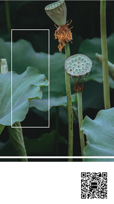 八月你好荷花摄影简约日签海报背景