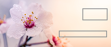 你好早安日签公众号首页背景