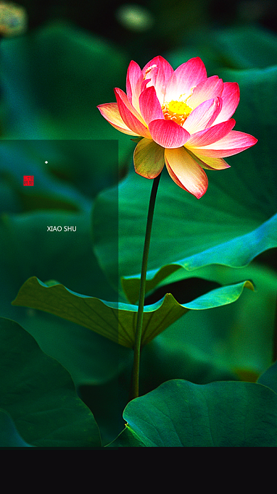 二十四节气之小暑 手机海报背景