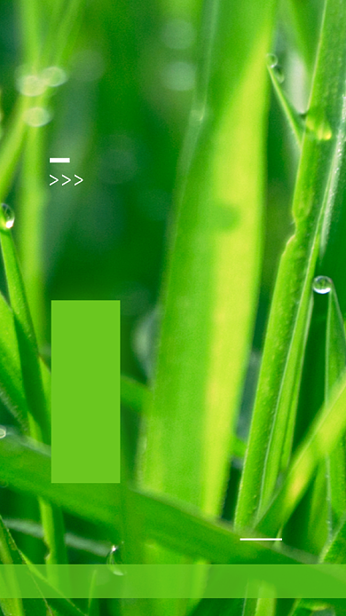 白露绿色清新简约手机海报背景