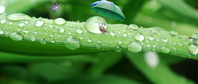 翠绿谷雨节气公众号首图背景