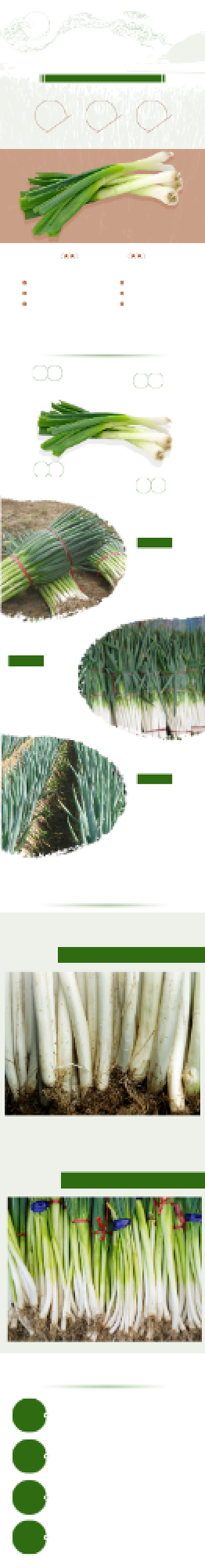 绿色调优质大葱详情页背景