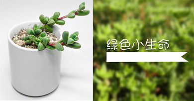 绿色清新双十一多肉盆景促销电商海报背景