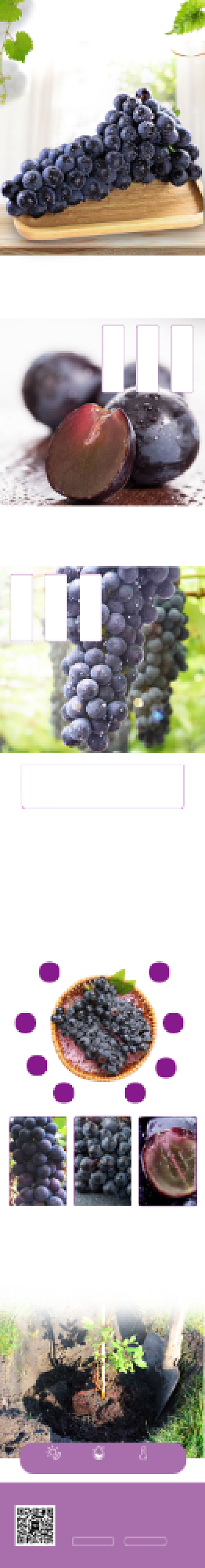 清新无籽黑提子电商淘宝详情页背景