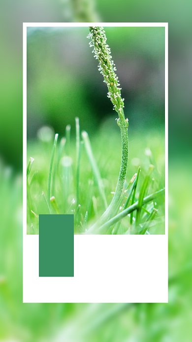 绿色小清新早安手机海报背景