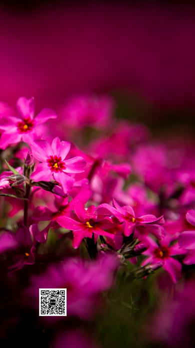 简约春分手机海报背景