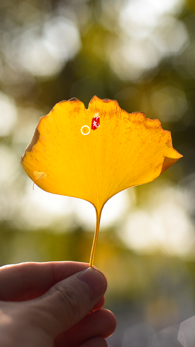 创意立秋二十四节气黄色叶子手机海报背景