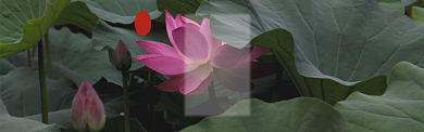 处暑banner背景