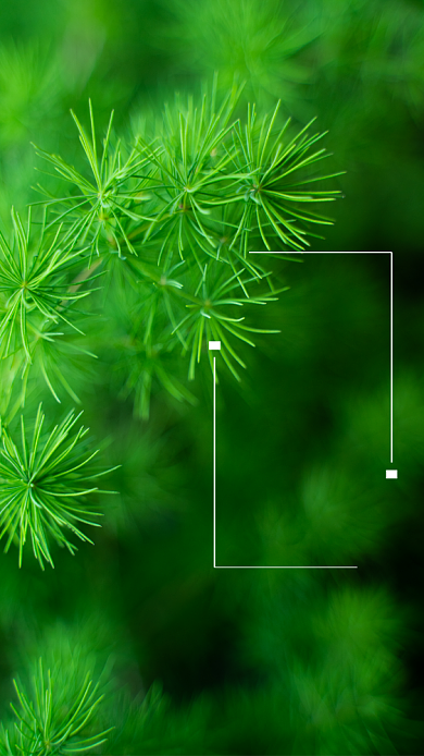 创意绿色植物摄影七月月签海报背景