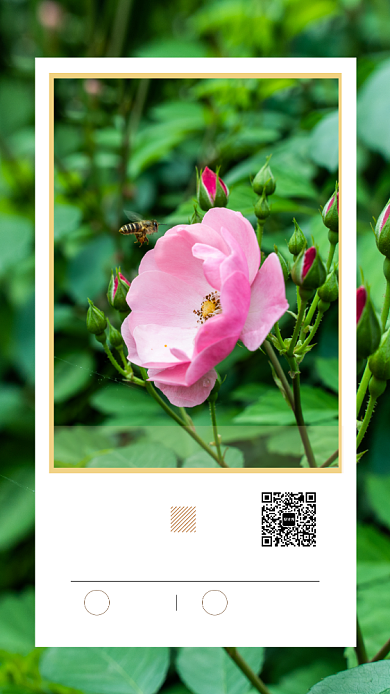 早安日签简约清新宣传手机海报背景