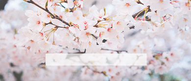 小清新二月你好月签樱花首图背景