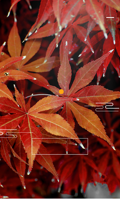 二十四节气霜降节气宣传手机海报背景