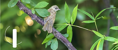 简约立春节气公众号首图背景