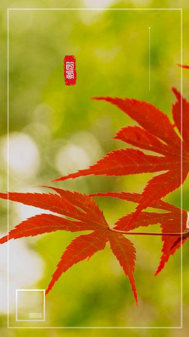 霜降传统节气简约宣传手机海报背景