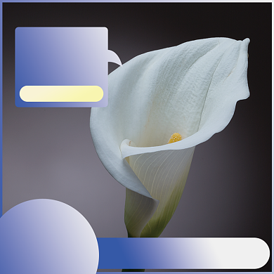 紫色白色淡雅鲜花马蹄莲感恩节促销直通车背景