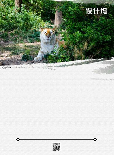 保护野生动物园印刷海报模版背景