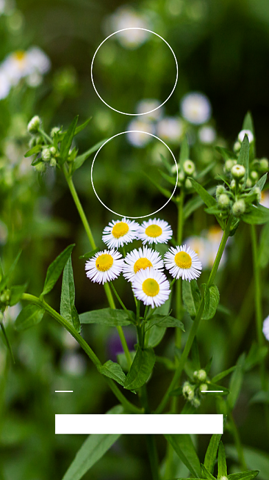 绿色高清植物早安日签手机海报背景
