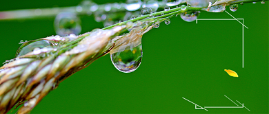 谷雨节气小麦公众号首图背景