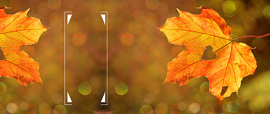 立秋节气落叶唯美首图背景