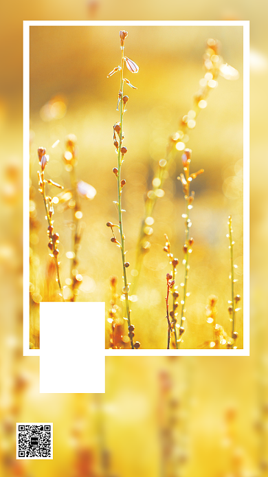 黄色简洁8月5日日签早安手机海报背景