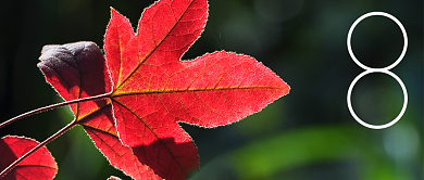 文艺清新秋分节气公众号首图背景