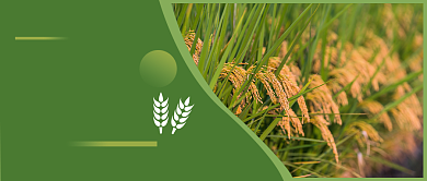 世界粮食日公众号首图背景