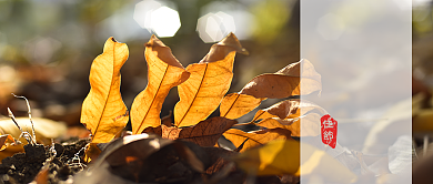 立秋一叶知秋首图背景