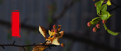 白露公众号首图背景