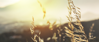 金色早安晚安日签问候公众号首图背景