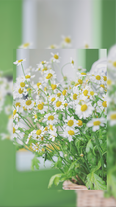 绿色高清菊花7月28号早安手机海报背景