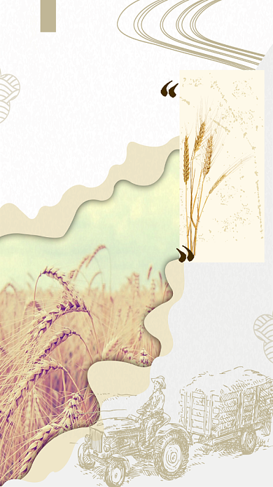 小满二十四节气麦子稻田金黄天空手机海报背景