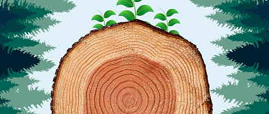 312植树节年轮公众号首图背景