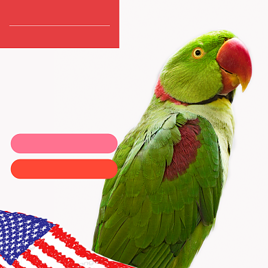 红色粉色宠物清洁进口配方健康安全直通车背景