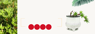 简约风多肉植物专场淘宝banner背景