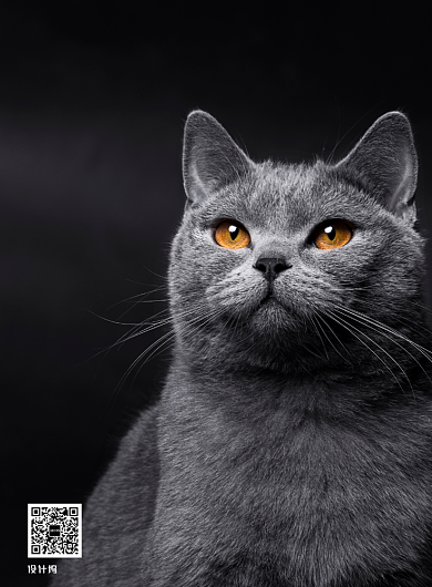 黑色高级爱宠猫粮宠物营养猫粮海报背景