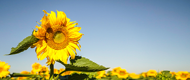 六月初夏向日葵微信公众号素材图片背景