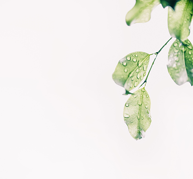 致青春绿叶简约朋友圈封面背景